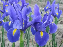 Dutch Iris Blue Ribbon