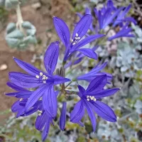 Ixiolirion Tataricum