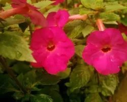 Achimenes Vivid
