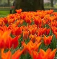Tulip Lily Flowered Ballerina