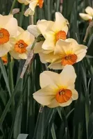 Daffodil Sm. Cup Altruist
