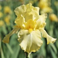 Bearded Iris Reblooming - Harvest of Memories (Yellow)