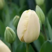 Tulip Darwin Hybrid Ivory Floradale