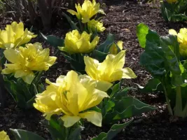 Tulip Double Monte Carlo