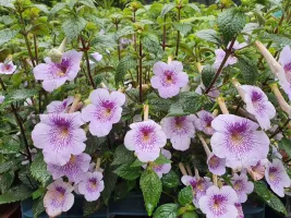 Achimenes Blue Sparks