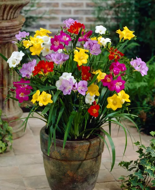 Summer Blooming