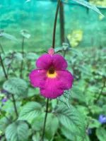 Achimenes Harry Williams