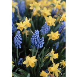 Muscari (Grape Hyacinth)