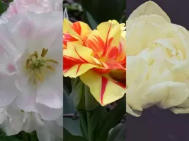 Tulip Double Peony Collection (60 bulbs)