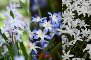 Chionodoxa Mixture