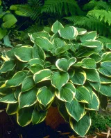 Hosta fortunei Aureo-Marginata