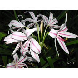 Crinum (Cape Lily)