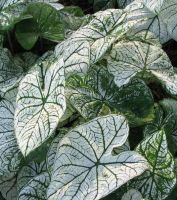 Caladium White - Bulk Landscaping