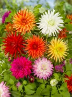 Dahlia Cactus Cactus Dahlia Mix