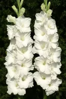 Gladiolus White