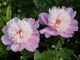Peony Edulis Superba
