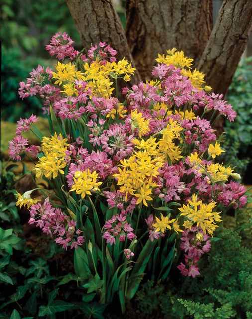 Spring Blooming