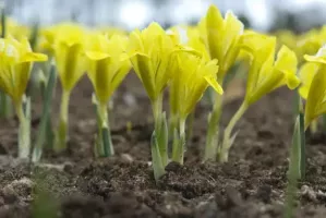 Dwarf Iris Danfordiae
