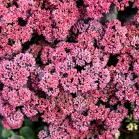 Sedum Midnight Velvet PP35725