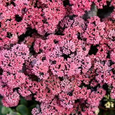 Sedum Midnight Velvet PP35725