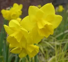 Daffodil Jonquilla Quail
