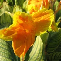 Canna Giant Pretoria