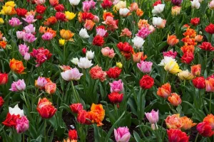 Tulip Double Peony Mix
