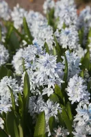 Puschkinia Libanotica