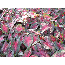 Caladium Fancy Leaf Varieties