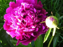 Peony Felix Supreme