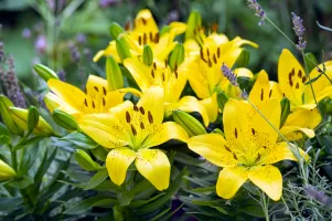 Lily Asiatic Yellow