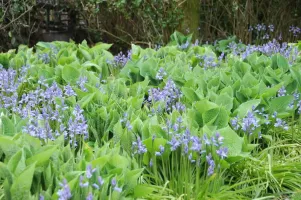 Hyacinthoides Non-Scripta
