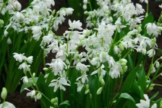 Scilla Sibirica Alba