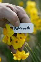 Daffodil Jonquilla Kokopelli