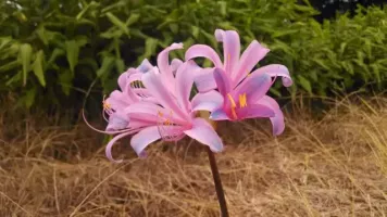 Lycoris Sprengeri