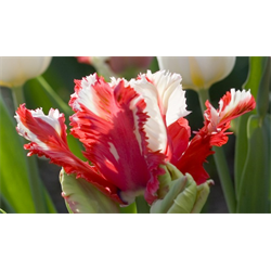 Tulip, Parrot