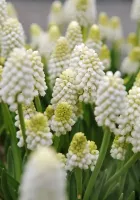 Muscari Aucheri White Magic