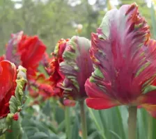 Tulip Parrot Rococo