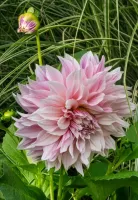 Dahlia Dinnerplate Café au Lait