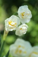 Daffodil Double Bridal Crown