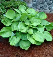 Hosta Green Leaf - Bulk Landscaping