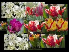 Tulip Parrot Mixture