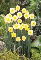 Daffodil Jonquilla Sun Disc