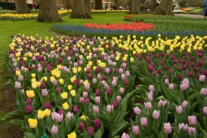 Tulip Triumph Mixture