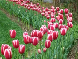 Tulip Single Late Toyota