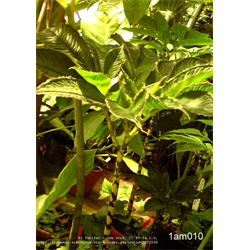 Amorphophallus (Voodoo Lily)