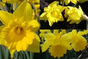 Daffodil Yellow Trumpet Mix - Bulk Landscaping