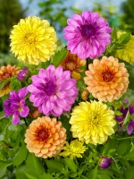 Dahlia Tropical Passion Blend