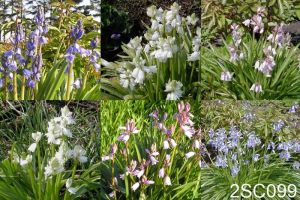 Hyacinthoides Hispanica Mix