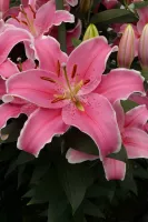 Lily Oriental Sorbonne
